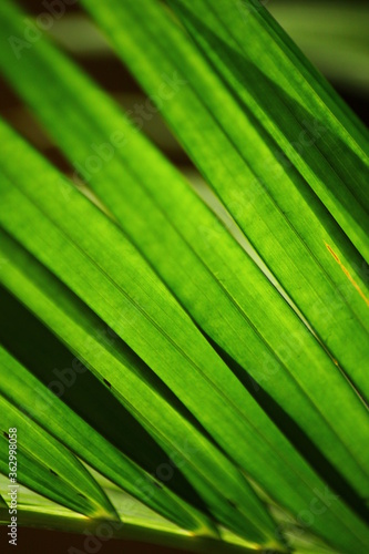 Lush Green Areca Palm leaves wallpaper.