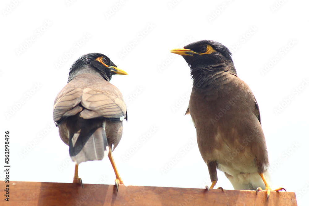 Fototapeta premium Sorrow birds on a window pane, high resolution image.