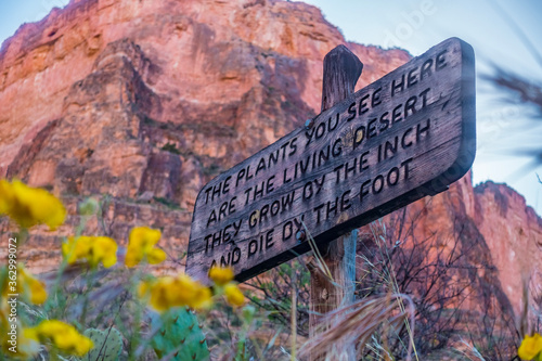 A wooden signpost is seen among yellow flowers, with a red cliff in the background. The sign reads 