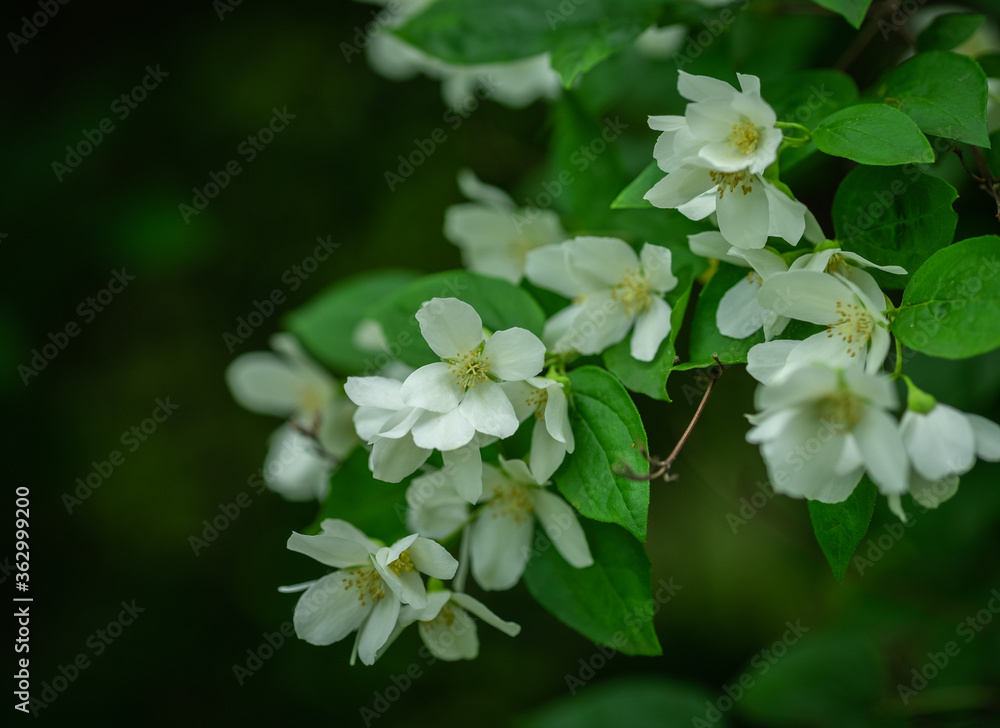 Beautiful Jasmin flowers on a green blurred ground Beautiful Jasmin flowers on a green blurred ground