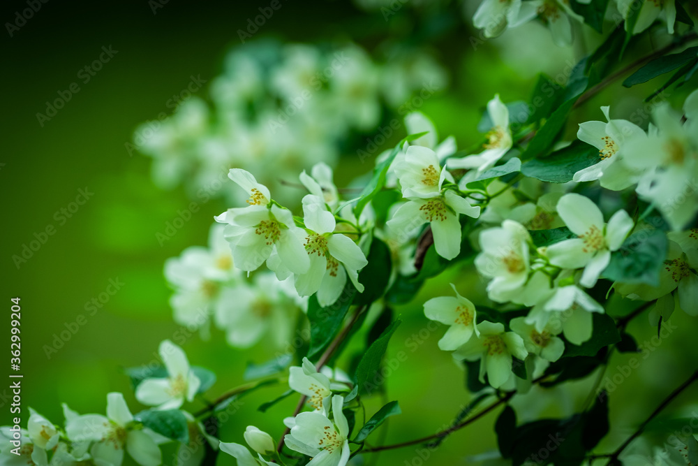 Beautiful Jasmin flowers on a green blurred ground Beautiful Jasmin flowers on a green blurred ground