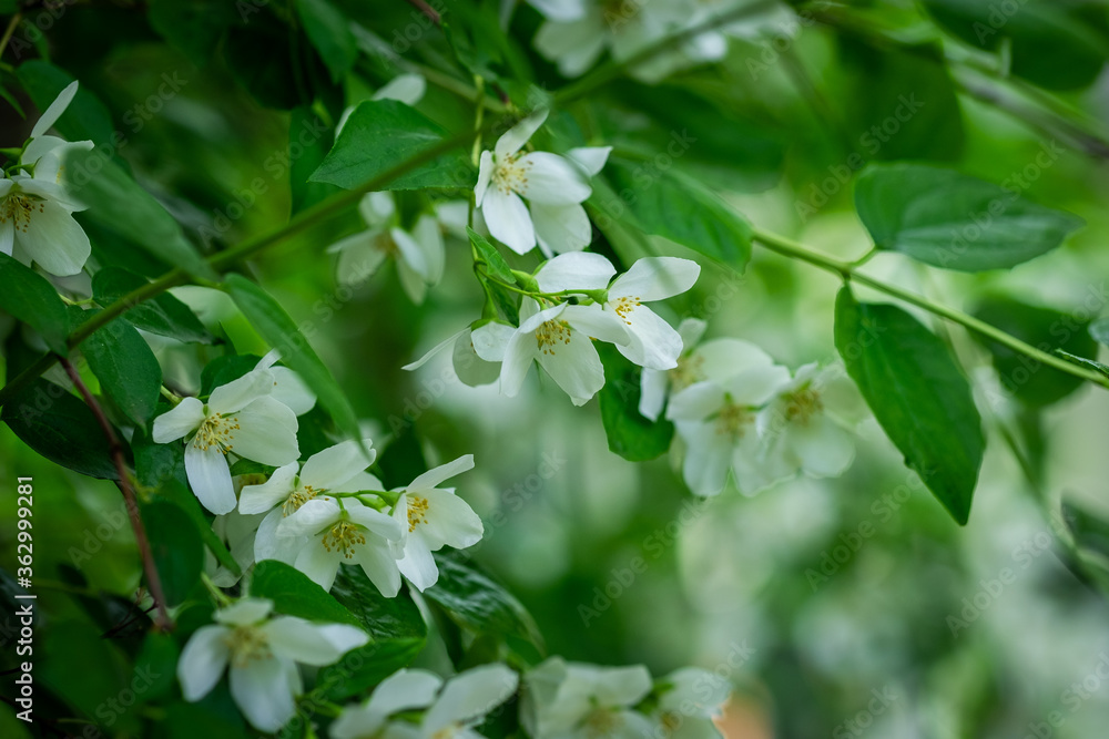 Beautiful Jasmin flowers on a green blurred ground Beautiful Jasmin flowers on a green blurred ground