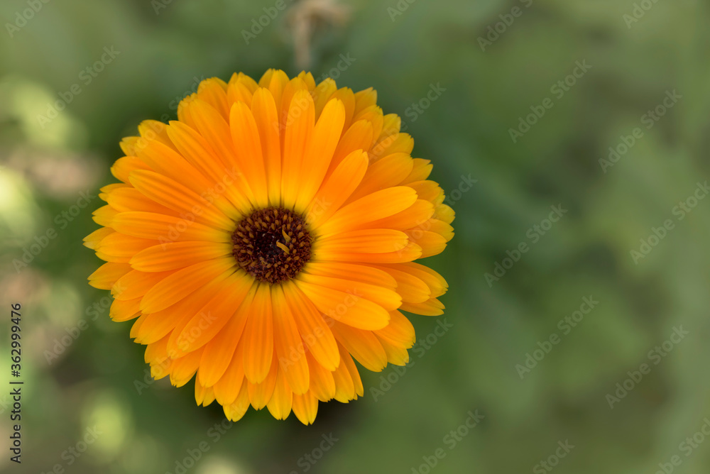 Closeup of Calendula flower in the garden Closeup of Calendula flower in the garden
