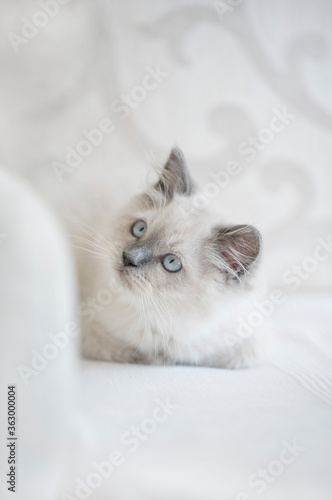 Closeup of cute Ragdoll kitten on white background