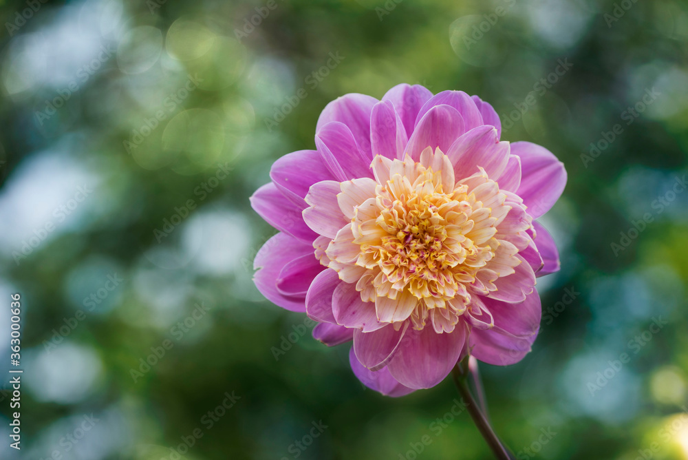 Pink Dahlia flower macro on green bokeh background. Pink Dahlia flower macro on green bokeh background.