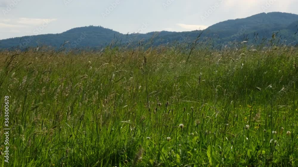 Natural meadow grass swayed by wind blow on background of mountains. Green environment concept. National park exploration and travel destination for tourism and wanderlust Natural meadow grass swayed by wind blow on background of mountains. Green environment concept. National park exploration and travel destination for tourism and wanderlust
