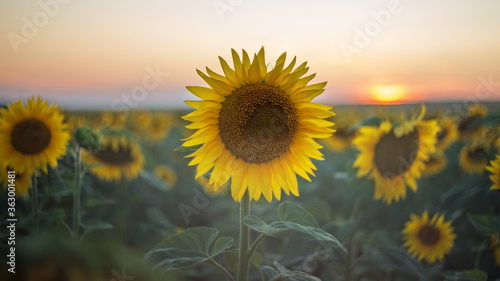 Sunflower close-up. Field of blooming sunflowers on the background of the sunset. Soft focus.
