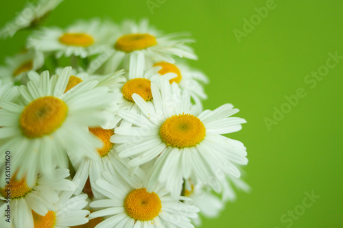 Yellow daisies on a background of green wall. place for text. selective focus.
