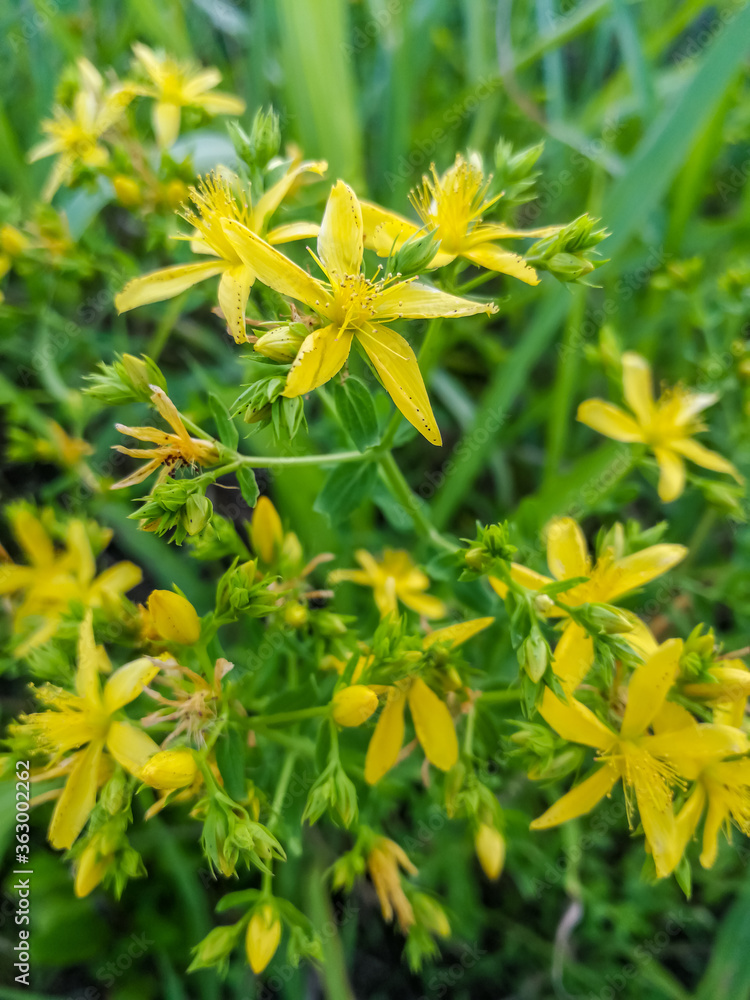 Obraz premium Yellow flowers of wild hypericum