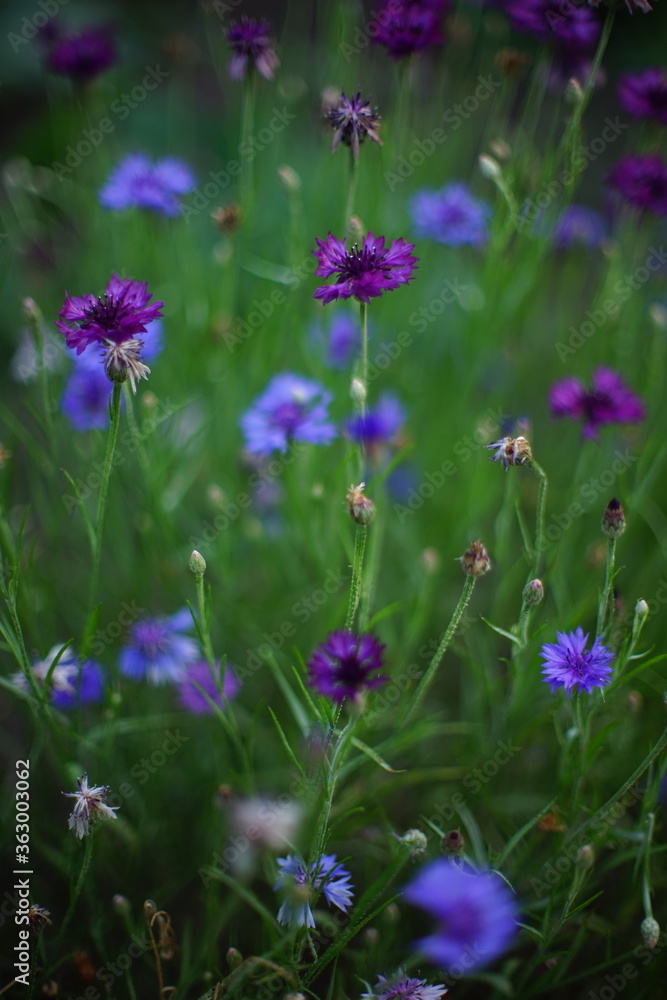 Cornflower blue and purple flowers grow in the summer garden