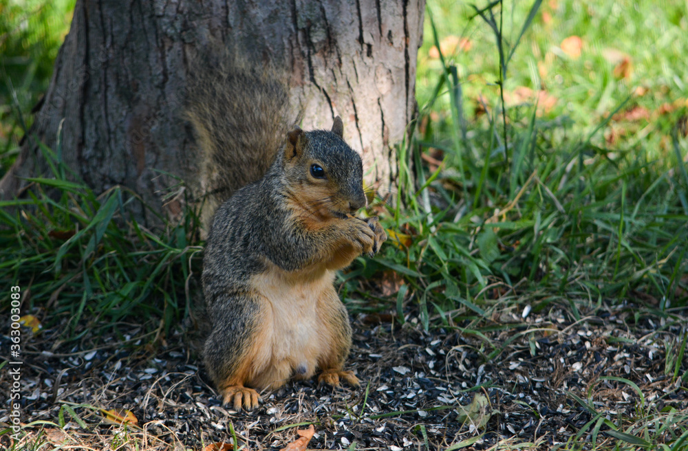 Earl Squirrel Family Breakfast Earl Squirrel Family Breakfast