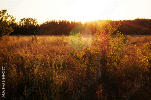 Landscape of a contryside area in sunset. in the foreground a short wooden pole with the wiring, behind it, a large golden colored grass area. In the background a line of tall green trees and the sun 