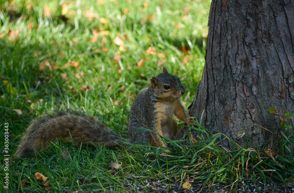 Earl Squirrel Family Breakfast Earl Squirrel Family Breakfast