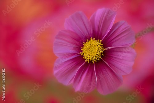 Vivid pink Cosmos flower macro on red background