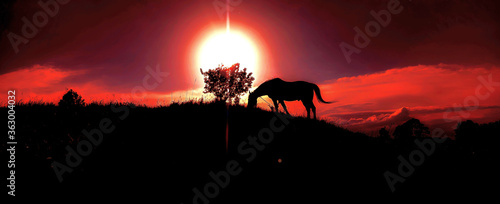 horse at sunset