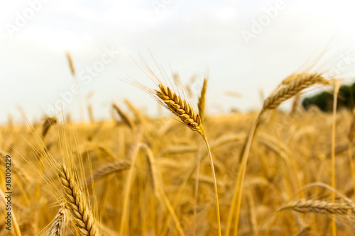 Wheat field. Ears of golden wheat close up. Beautiful Nature. Rich harvest Concept.