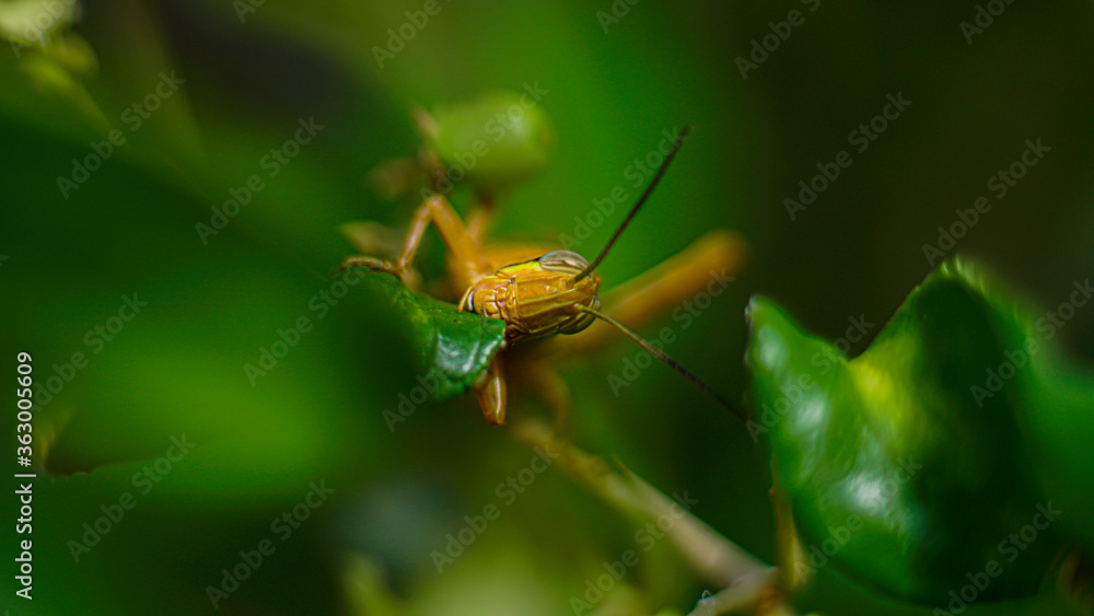 Yellowish Brown Locust (grasshopper ) in action of devouring plants Yellowish Brown Locust (grasshopper ) in action of devouring plants