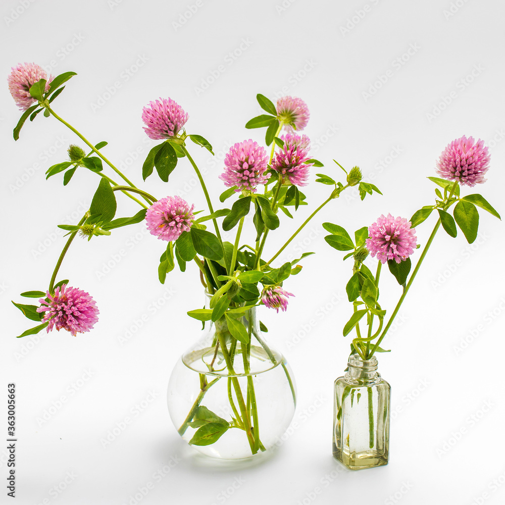 flower of a red clover clover with leaves and a stem close-up