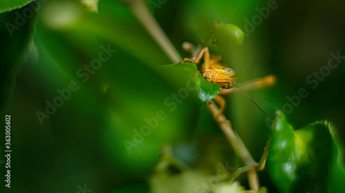 Yellowish Brown Locust (grasshopper ) in action of devouring plants © Irfan M Nur