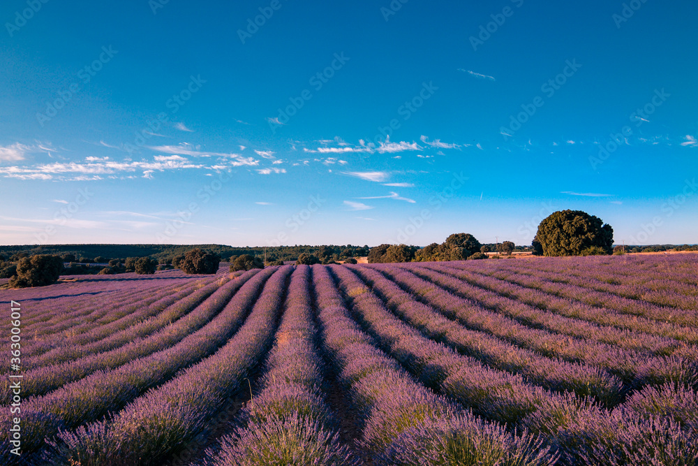 Campos de lavanda ,Brihuega Campos de lavanda ,Brihuega