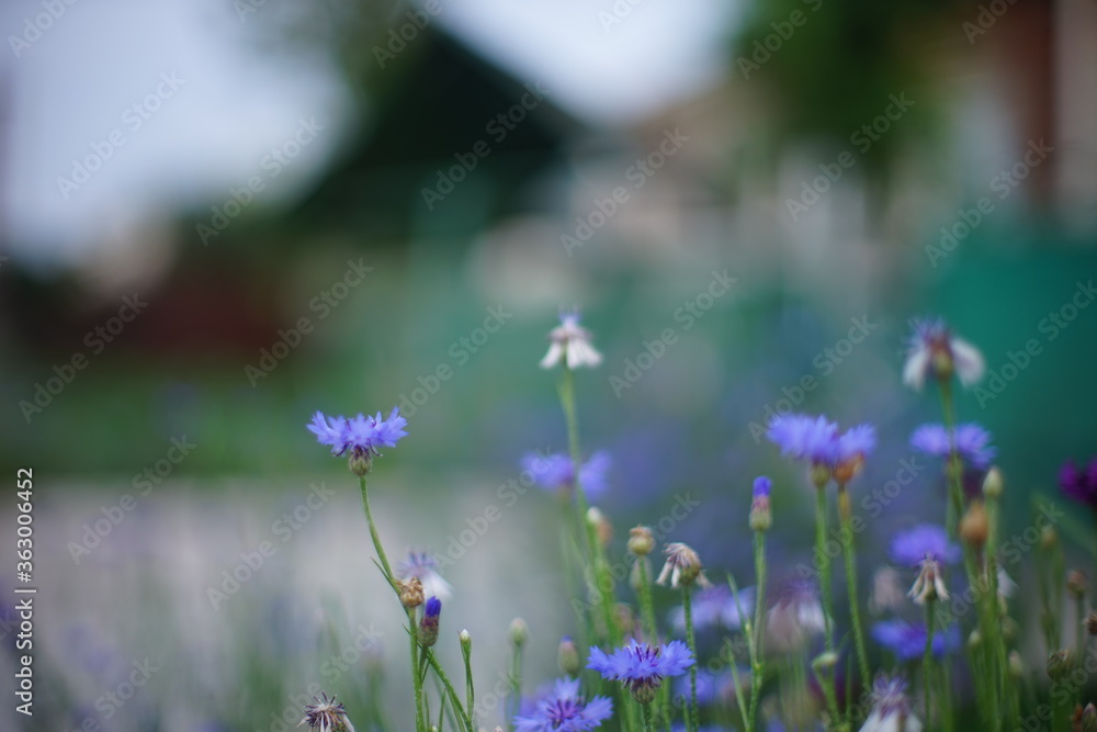 Cornflower blue flowers grow in the rural garden.