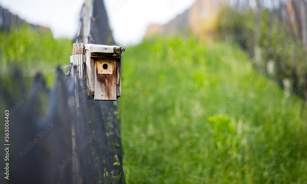 tiny bird house next to a grapewhine field on a small hill in the south of austia tiny bird house next to a grapewhine field on a small hill in the south of austia