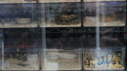 Captive bred snakes for sale. Small plastic boxes with captive bred ball pythons of various morphs placed on stall on Chatuchak Market in Bangkok, Thailand.