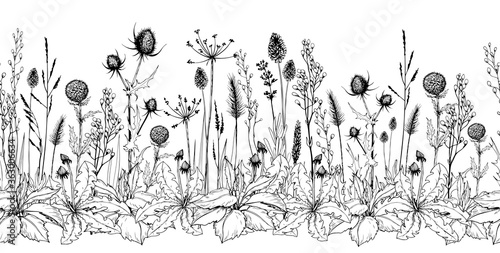 Seamless horizontal background with wild herbs and flowers.