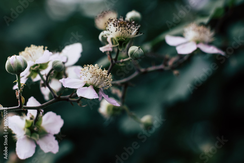 Branche avec des fleurs couleur pastel rose - Arrière plan naturel - Ronce commune ou rubus fructicosus