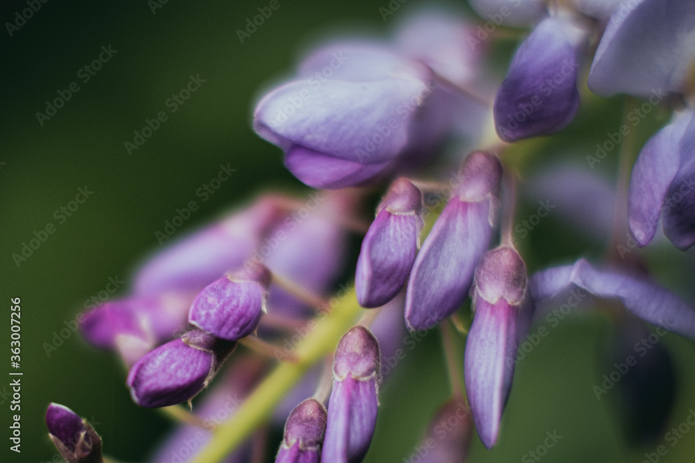 Glycine de Chine ou wisteria sinensis - Jolie fleur couleur mauve violet pastel Glycine de Chine ou wisteria sinensis - Jolie fleur couleur mauve violet pastel