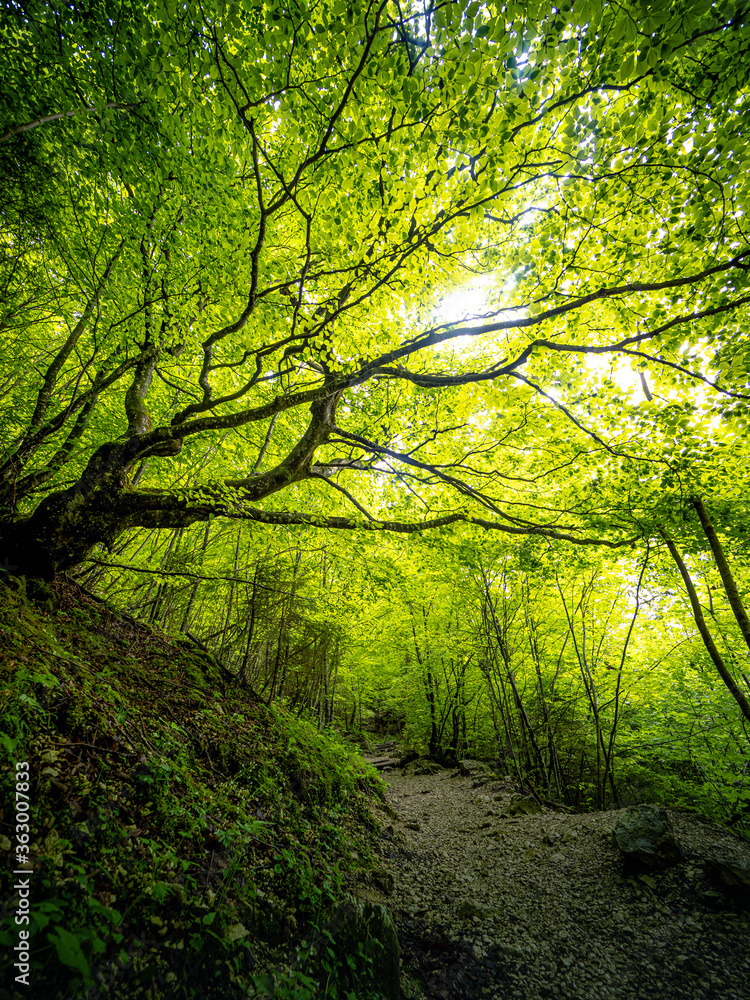 Obraz premium Wanderweg durch den Wald