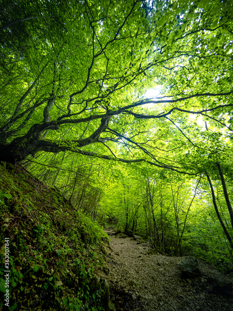 Naklejka premium Wanderweg durch den Wald