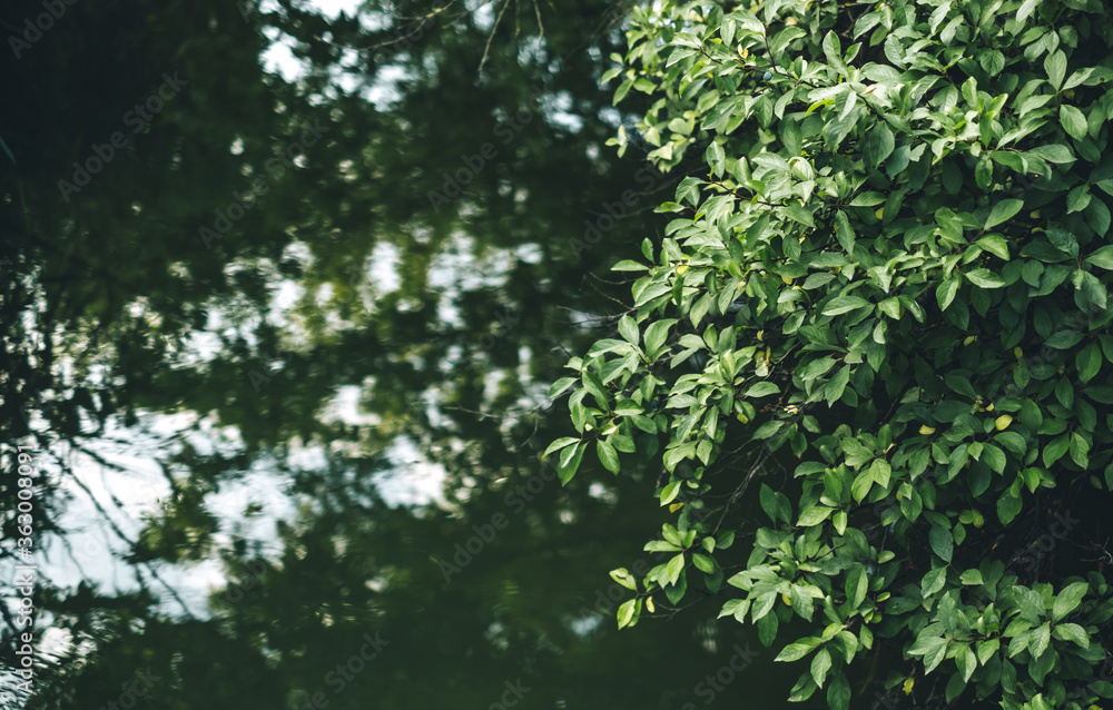 Tree branches with green foliage over lake water, top view, nature background. Tree branches with green foliage over lake water, top view, nature background.