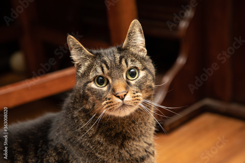 Teddy Bear, The American Shorthair Cat Wide Eyed Posing Long Whiskers