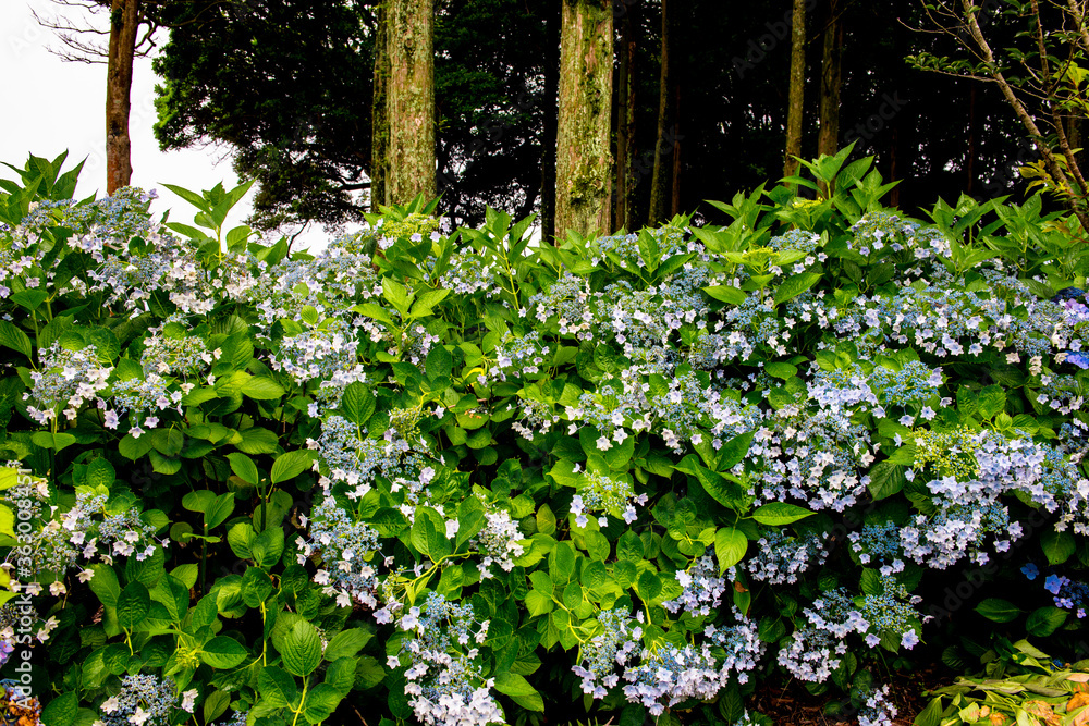 Obraz premium 大神の紫陽花