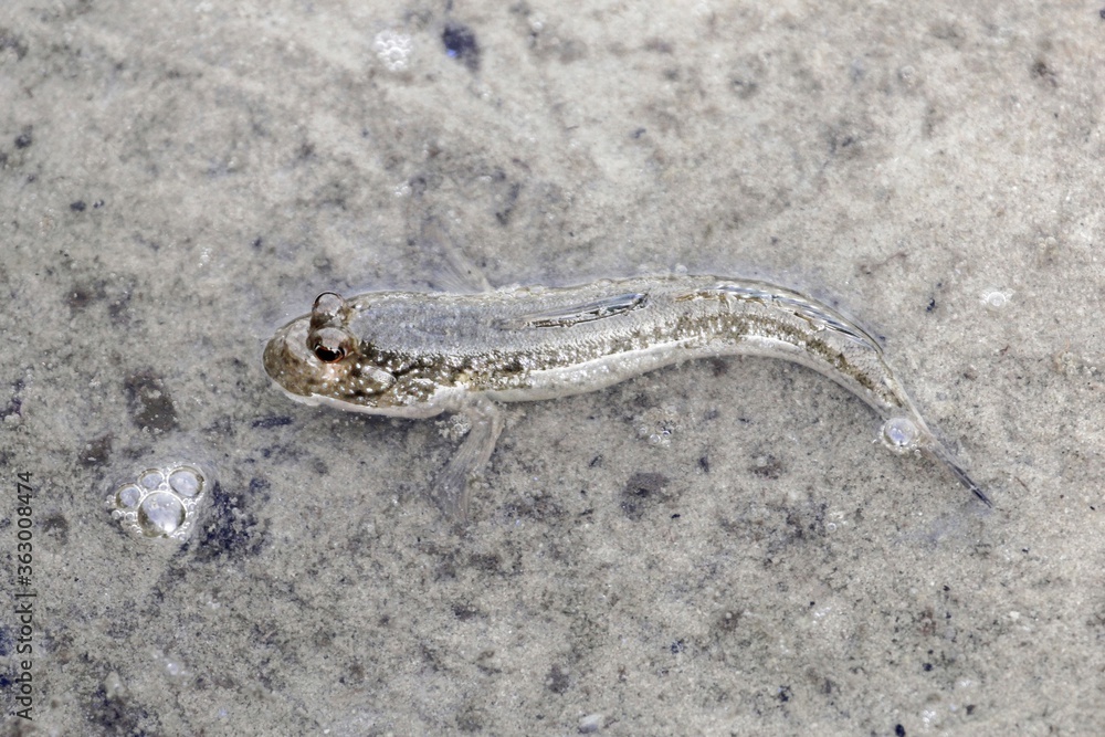 An Atlantic mudskipper, Periophthalmus barbarous, on a mudflat An Atlantic mudskipper, Periophthalmus barbarous, on a mudflat