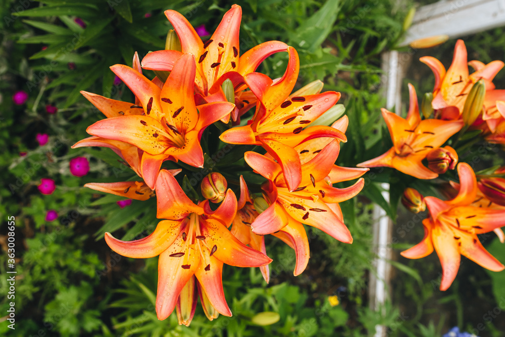 Blooming close-up of a beautiful, orange lily with long petals. Large, bright flower in nature. Blooming close-up of a beautiful, orange lily with long petals. Large, bright flower in nature.