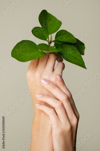 Beautiful female hands hold a green leaf. Cleanliness and care. Olive background.