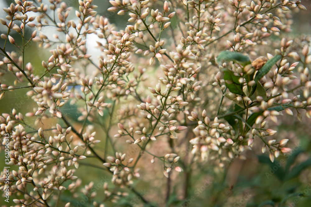 Red Bamboo Blossom Macro Background Banner Red Bamboo Blossom Macro Background Banner
