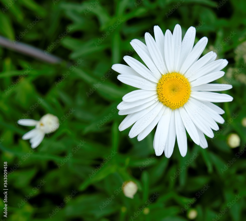 Obraz premium white daisy flower