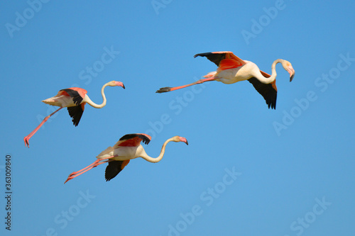 Three flamingos in flight (Phoenicopterus ruber) on the blue sky background, in the Camargue is a natural region located south of Arles, France