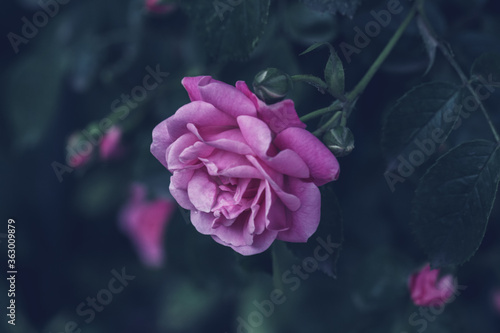 Pink rose close up macro photo. Beautiful rose in the fog garden. Floral abstract background