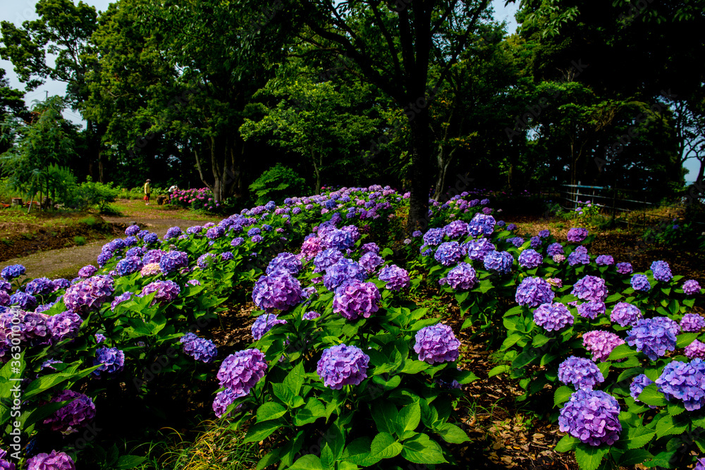 大神の紫陽花 大神の紫陽花