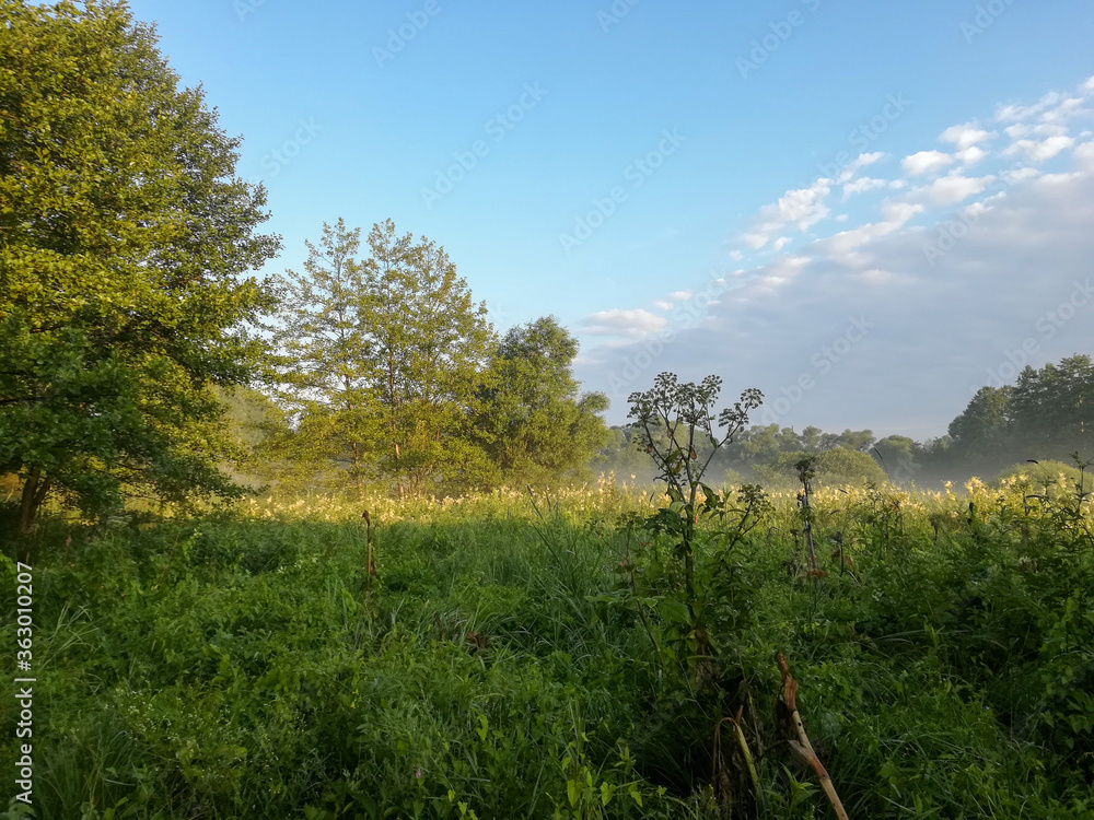 Beautiful landscape in the early summer morning on the river bank, with grass, trees and cobwebs