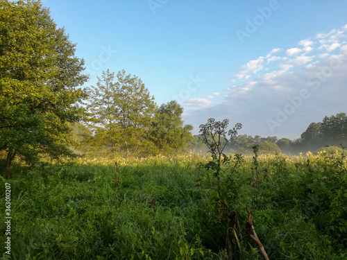 Beautiful landscape in the early summer morning on the river bank  with grass  trees and cobwebs