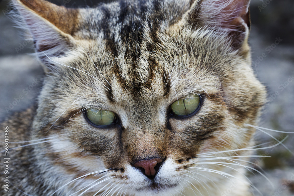 a cat portrait. cat face close up in the street a cat portrait. cat face close up in the street