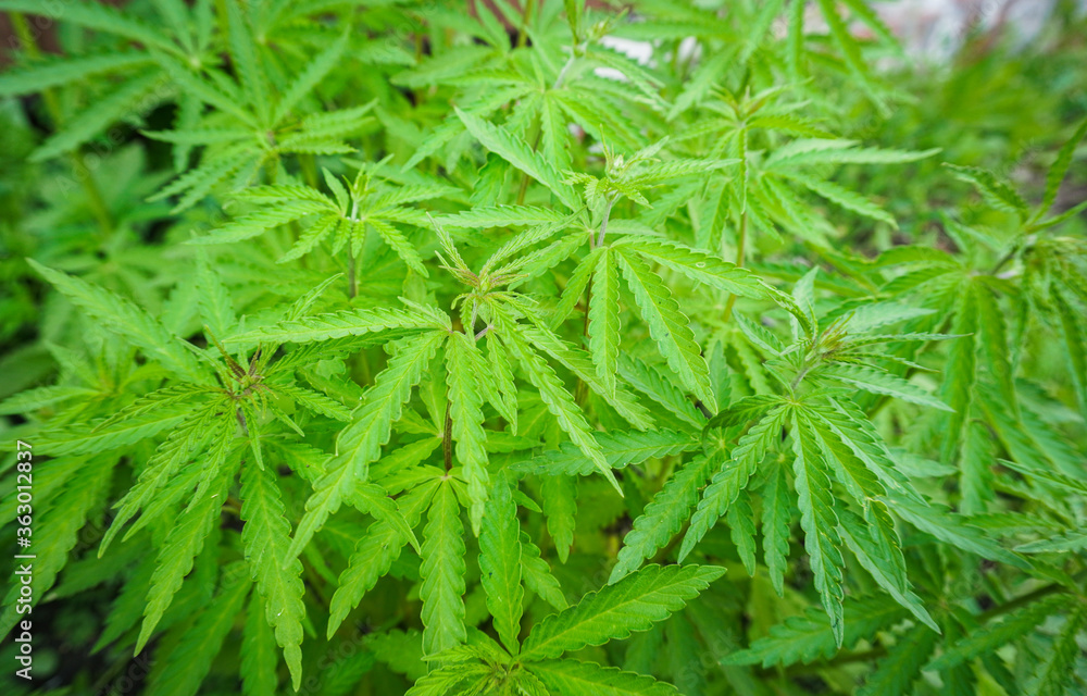 The concept of Indoor grow marijuana. marijuana for recreational purposes. Cannabis texture The concept of Indoor grow marijuana. marijuana for recreational purposes. Cannabis texture