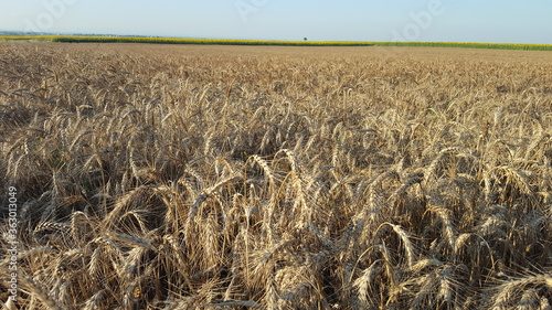 spicas before harvesting for wheat