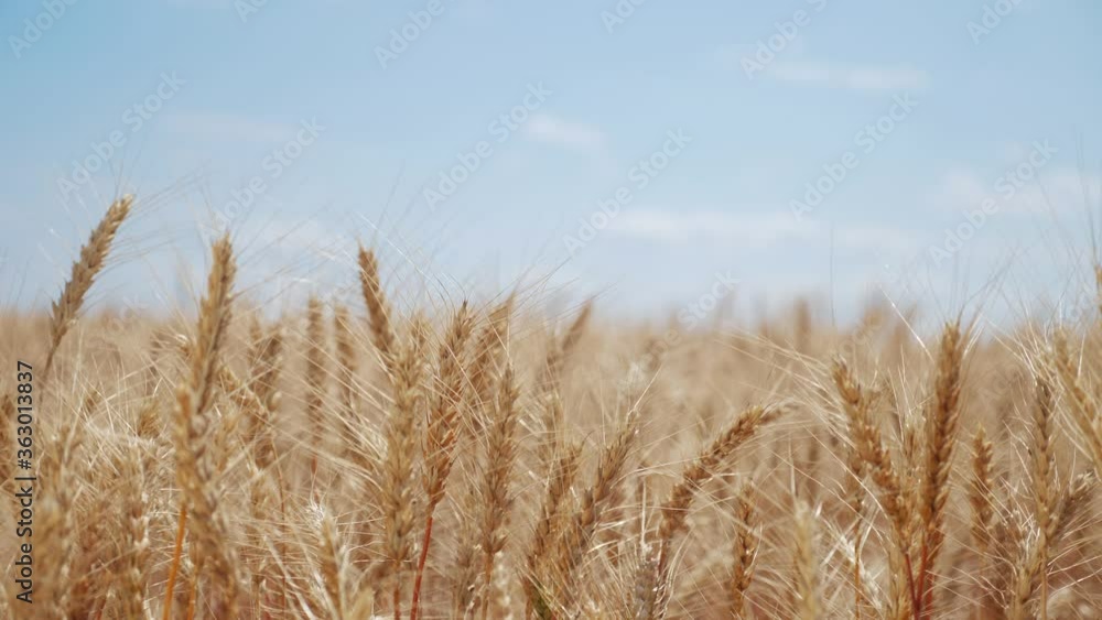 wheat field with ears of corn and a lifestyle grains background. concept agriculture harvesting eco farming. golden farmland beautiful ears of wheat close-up wheat field with ears of corn and a lifestyle grains background. concept agriculture harvesting eco farming. golden farmland beautiful ears of wheat close-up