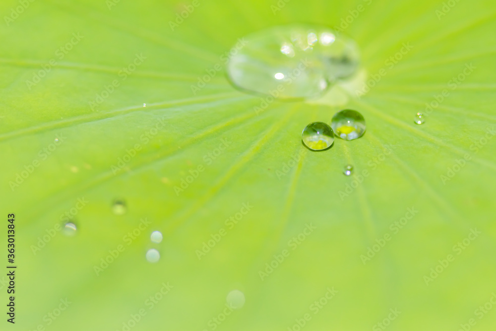 水玉 マクロ 蓮の葉 千栗土居公園 佐賀県みやき町 Water drop Macro Lotus leaf Chirikudoi Park Saga-ken Miyaki town 水玉 マクロ 蓮の葉 千栗土居公園 佐賀県みやき町 Water drop Macro Lotus leaf Chirikudoi Park Saga-ken Miyaki town